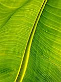 One Big Leaf_01561